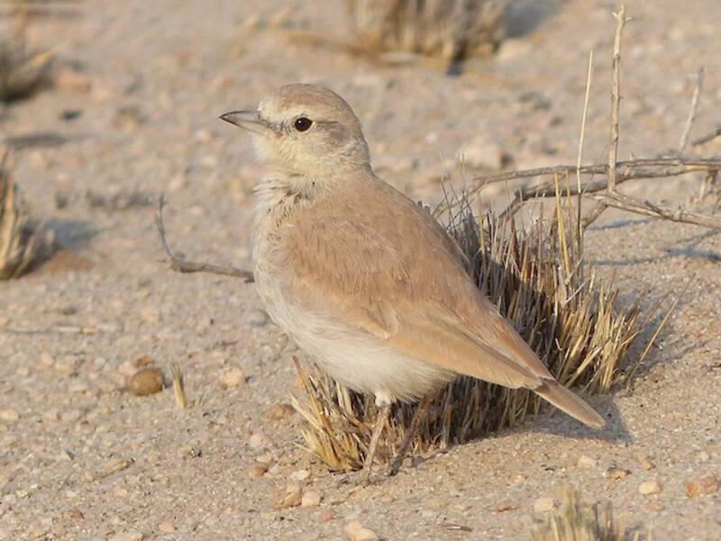 Gray's Lark, Photos 3