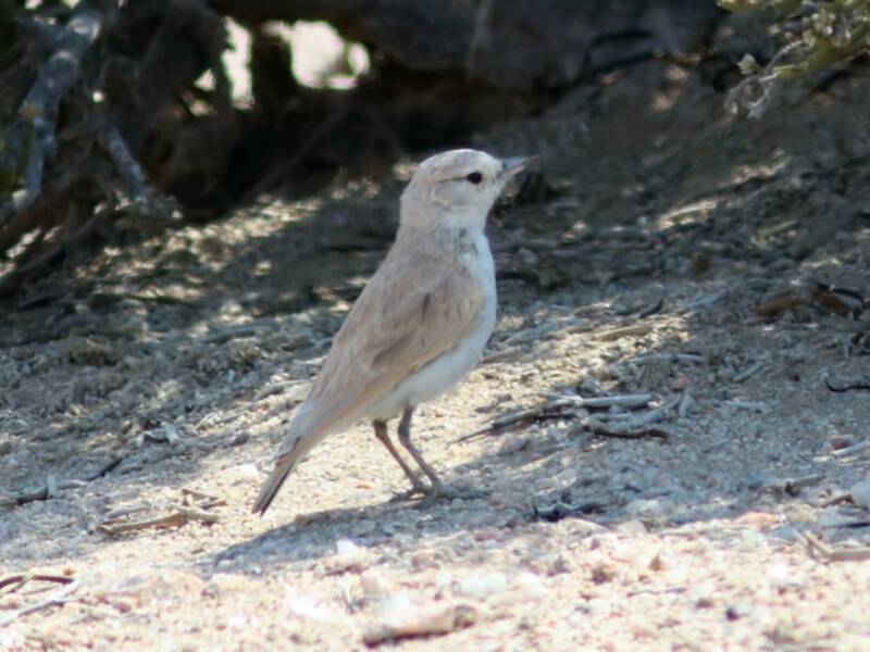 Gray's Lark, Photos 2