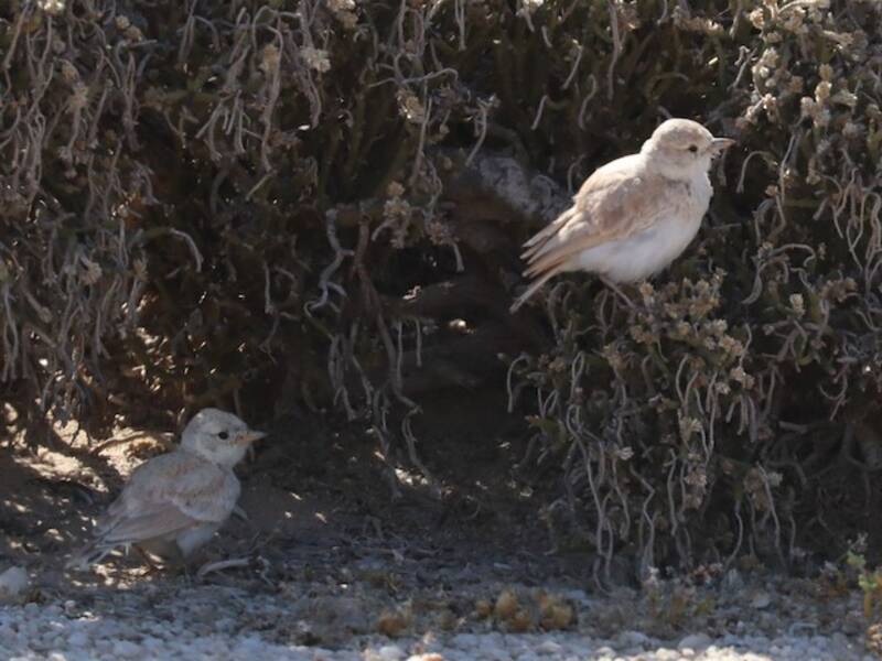Gray's Lark, Photos 4