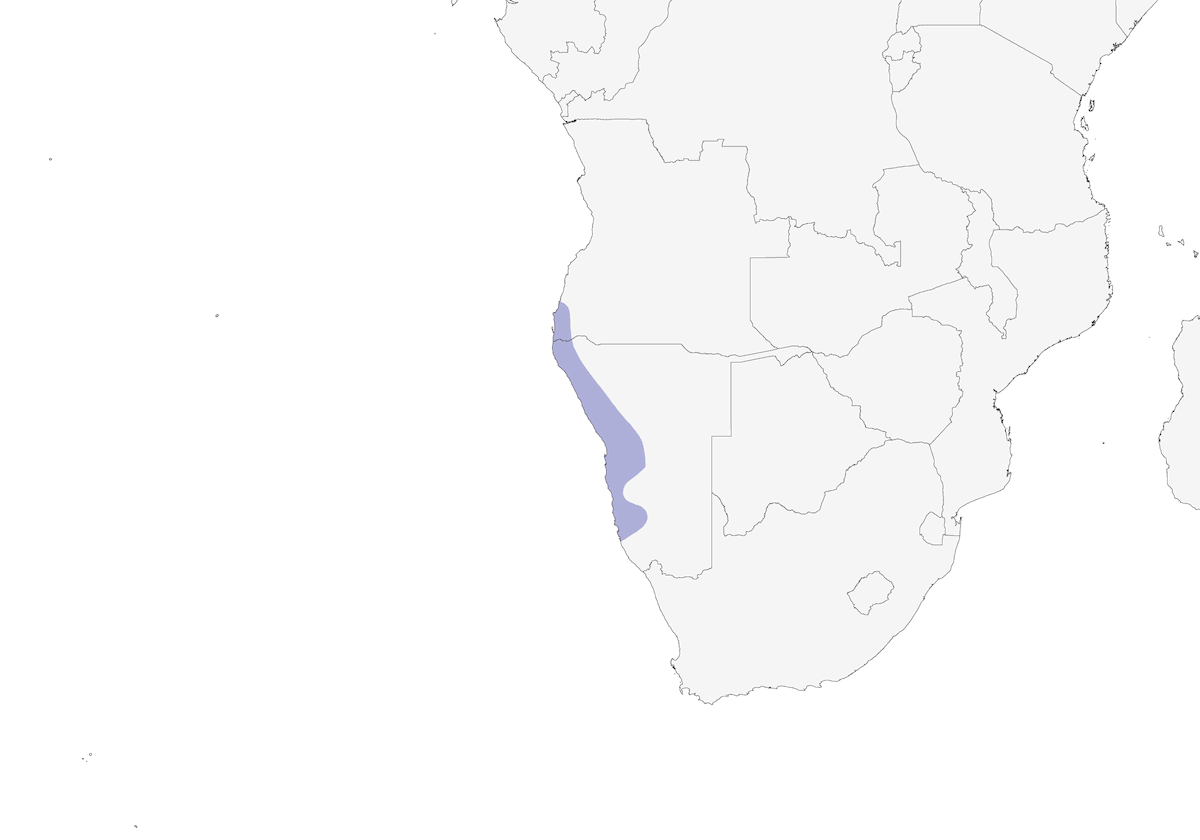 Gray's Lark, Distribution 1