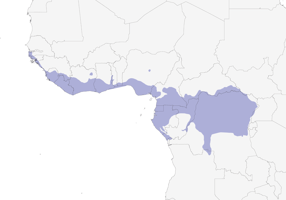 Malimbe dal becco blu, Distribuzione 1