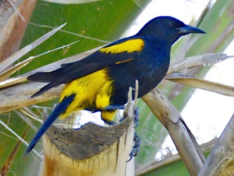 Hispaniolan Oriole, 照片 2