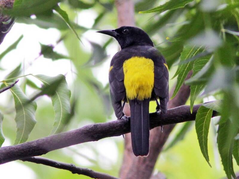 Hispaniolan Oriole, 照片 3