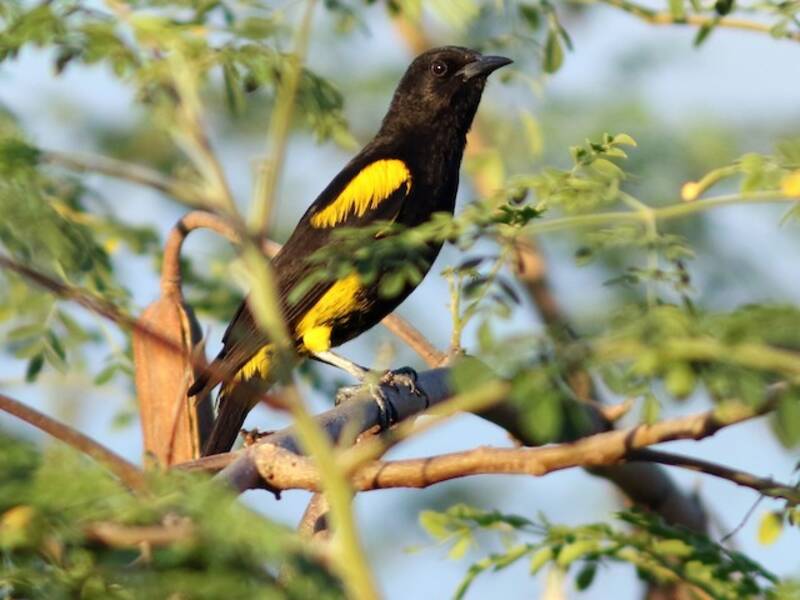 Hispaniolan Oriole, 照片 4