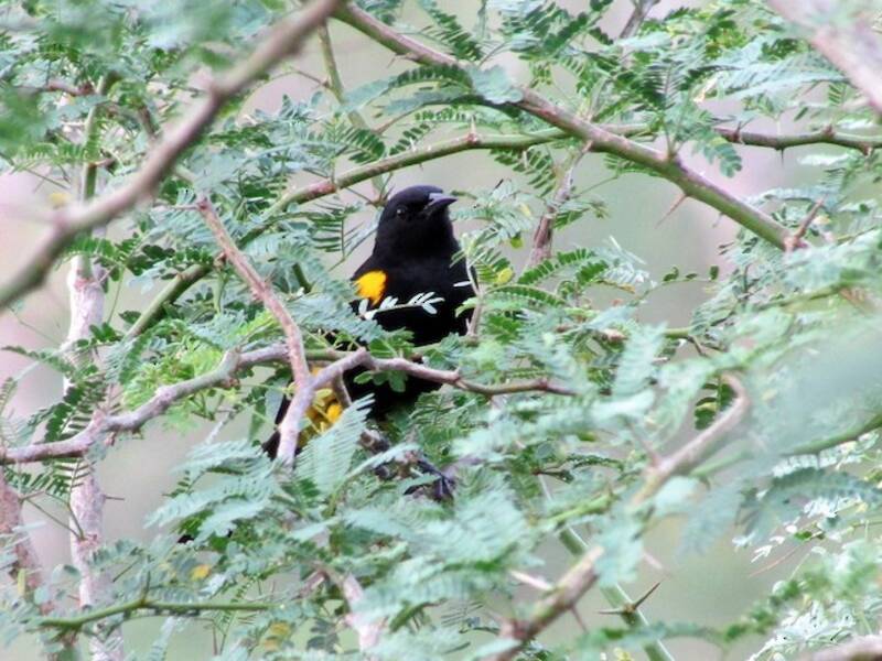 Hispaniolan Oriole (Icterus dominicensis)
