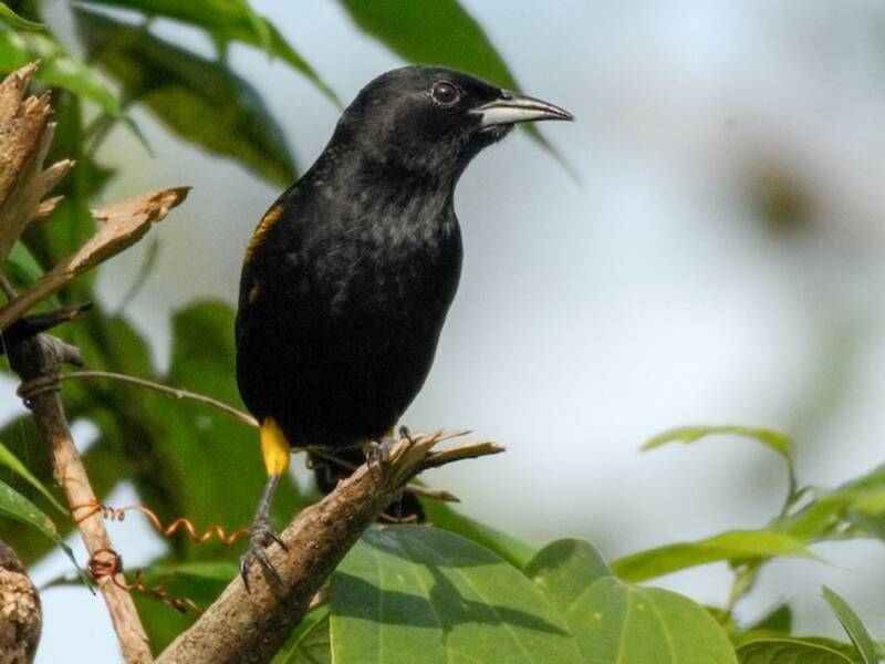Kubatrupial, Fotos 3