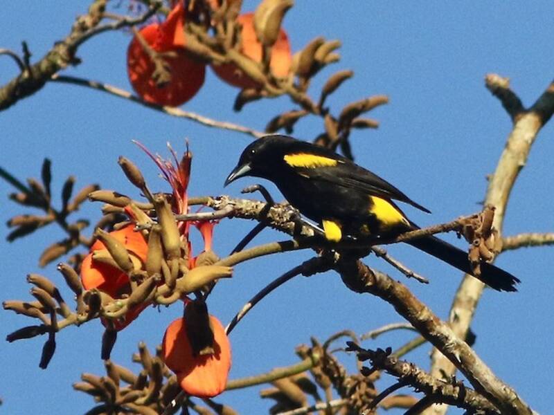 Kubatrupial, Fotos 2