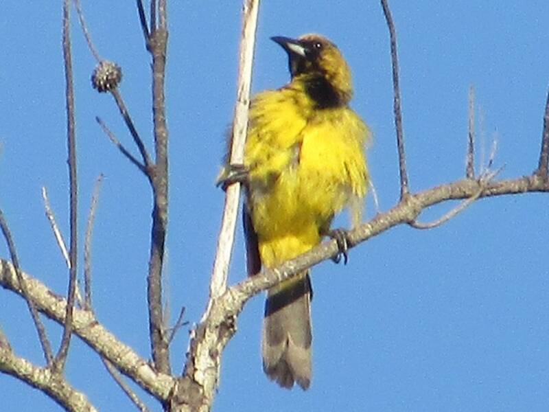 Bahama Oriole (Icterus northropi)