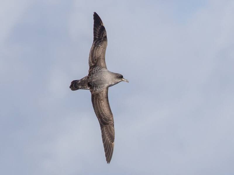Grausturmvogel, Fotos 2