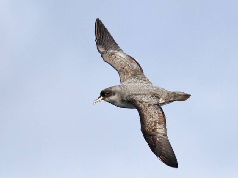 Grausturmvogel, Fotos 4