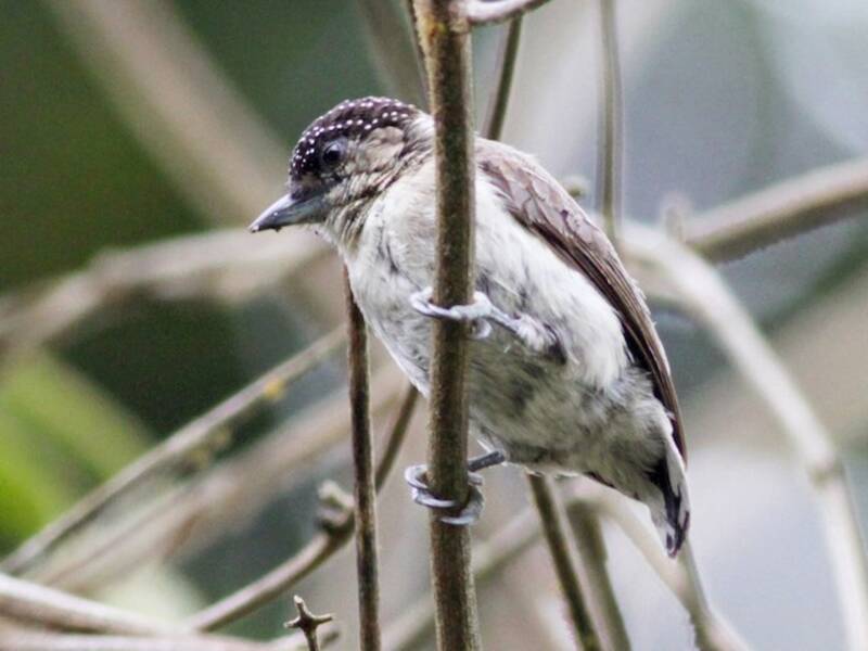 Grayish Piculet
