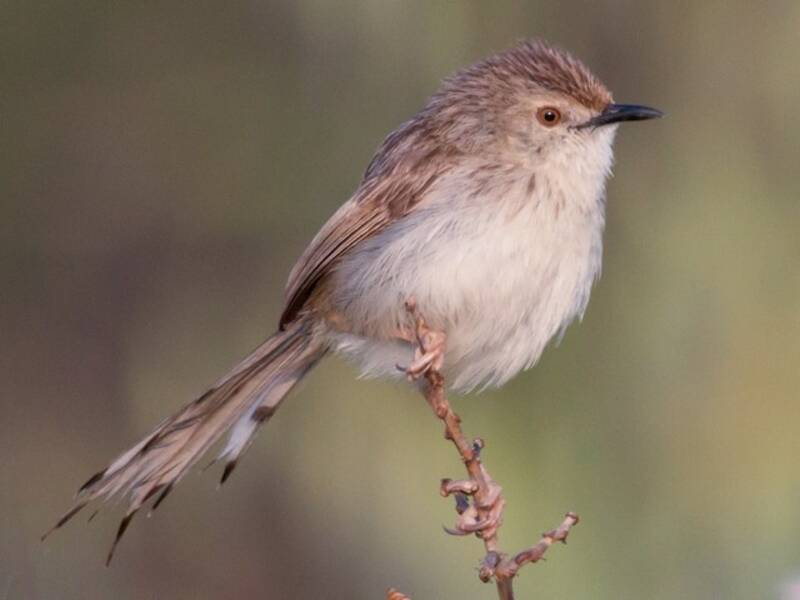 Graceful Prinia