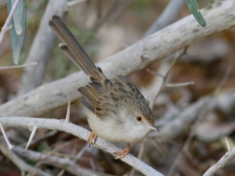 Prinia gracile, Foto 2