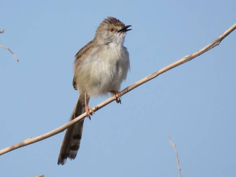 Prinia gracile, Foto 3