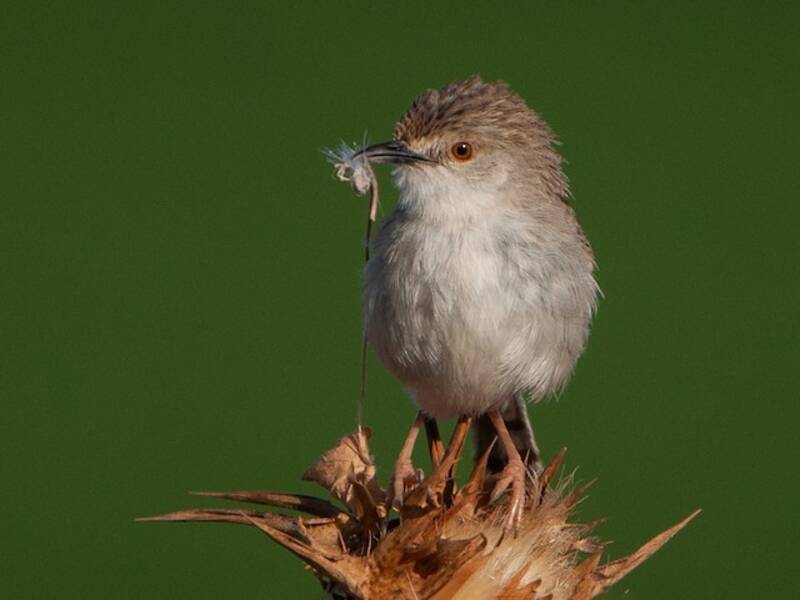 Prinia gracile, Foto 4