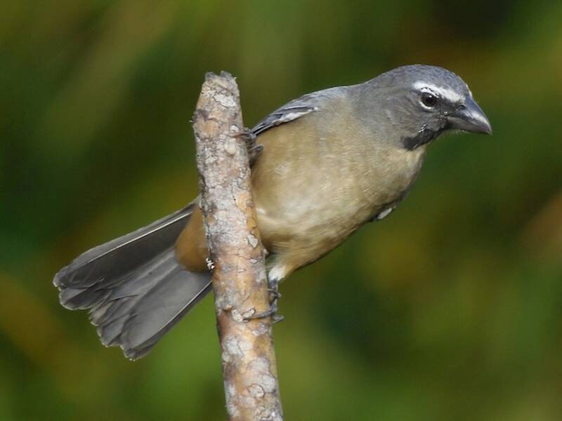 Olive-gray Saltator (Saltator olivascens)