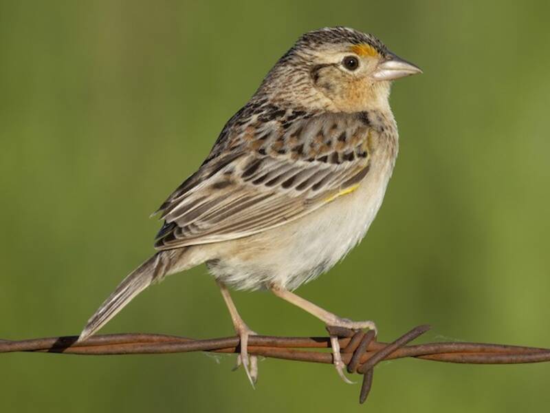 Grasshopper Sparrow (Ammodramus savannarum)