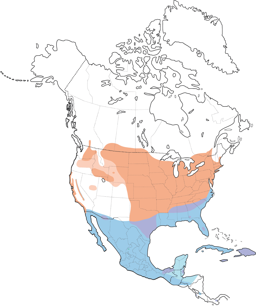 Gorrión Saltamontes, Distribución 1