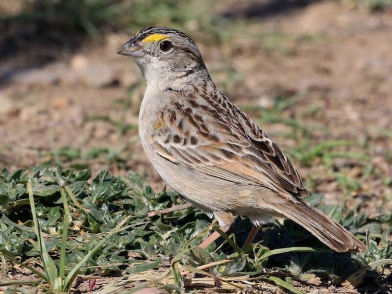 Grassland Sparrow