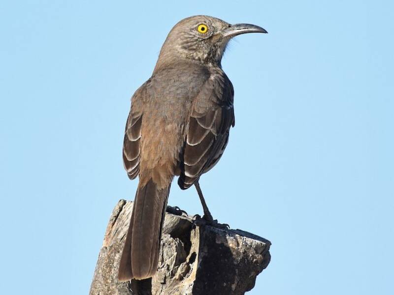 Gray Thrasher, Photos 4
