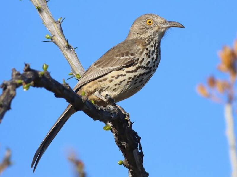 Gray Thrasher, Photos 2