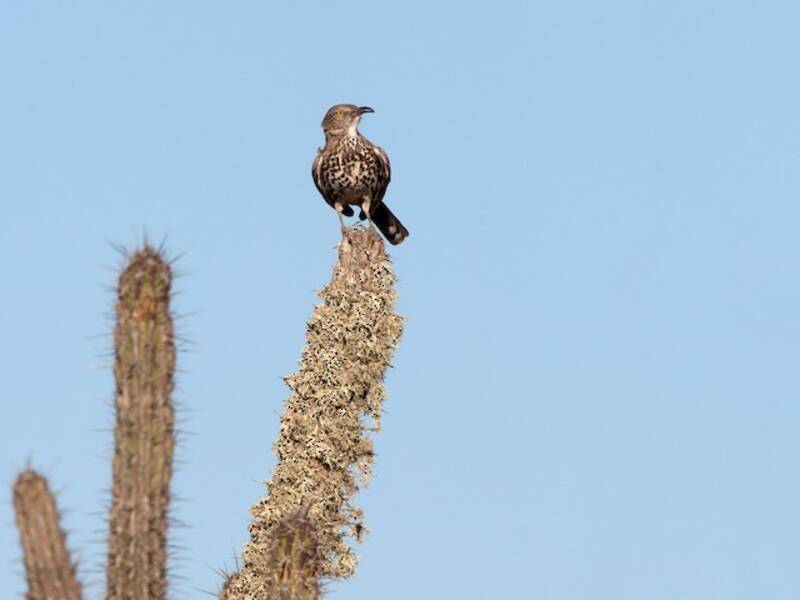 Gray Thrasher, Photos 3