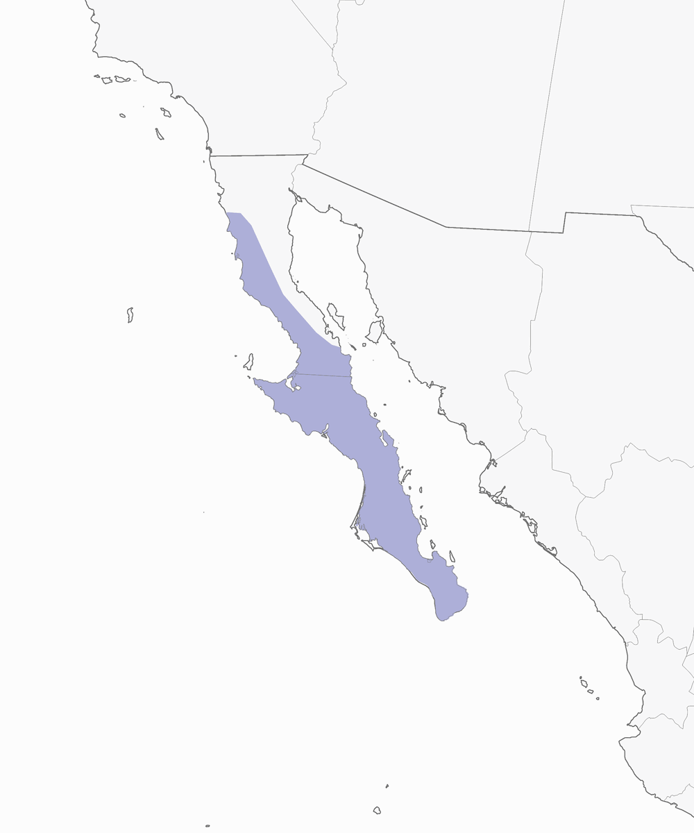 Gray Thrasher, Distribution 1