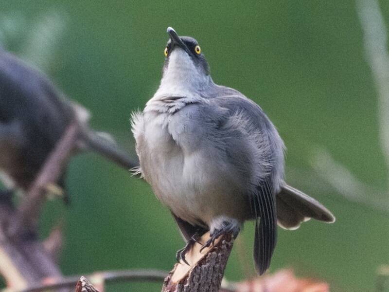 Temblador gris, Fotos 4