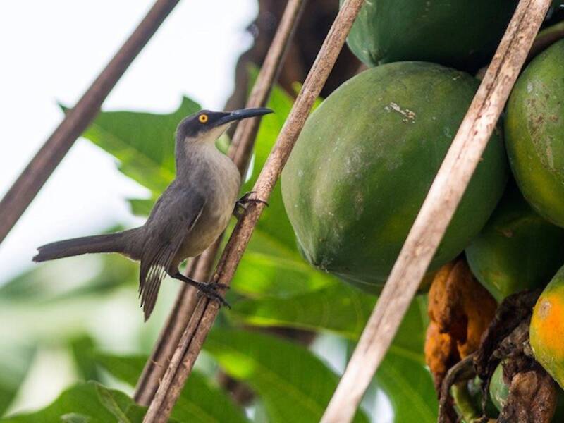 Temblador gris