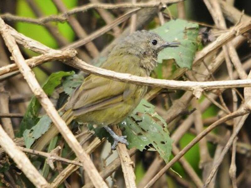 Grauer's Warbler, 照片 4