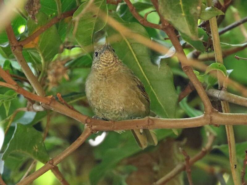 Grauer's Warbler, 照片 3