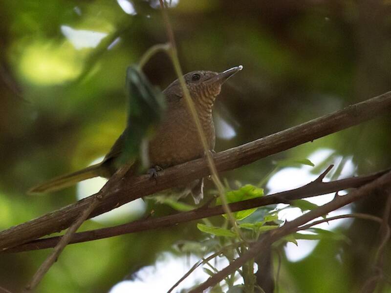 Grauer's Warbler, 照片 2