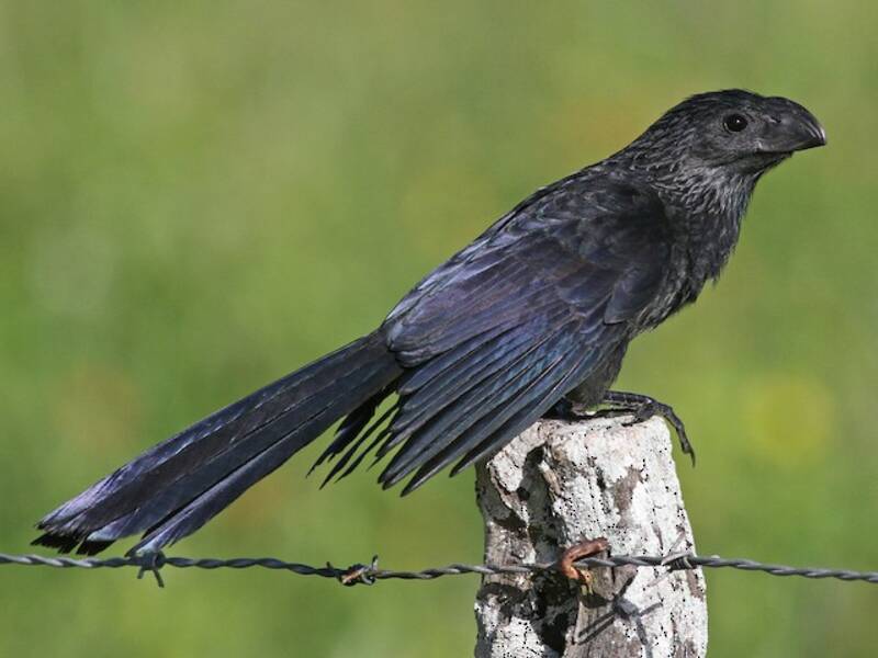 Groove-billed Ani, 照片 3
