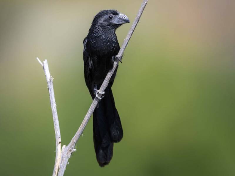 Groove-billed Ani, 照片 4