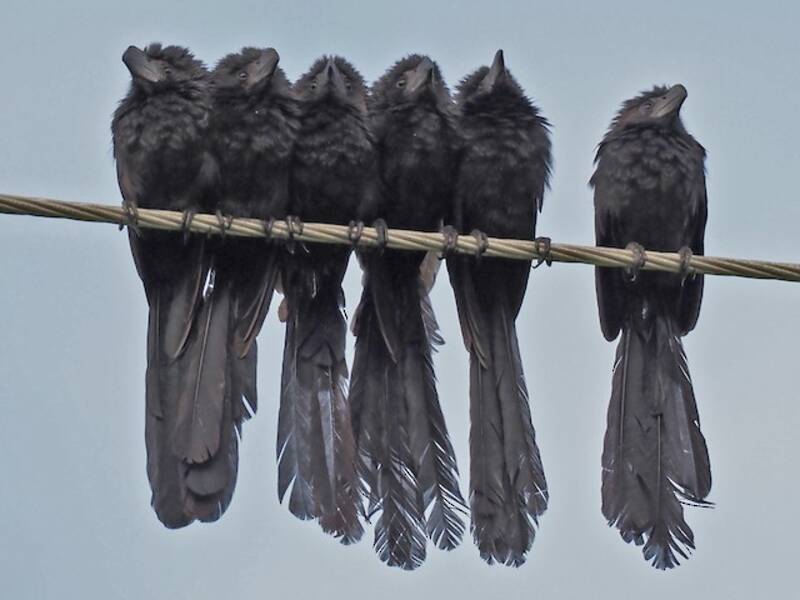 Groove-billed Ani, 照片 2