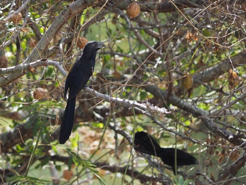 Groove-billed Ani