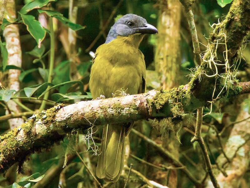 Green-breasted Bushshrike, Photos 3