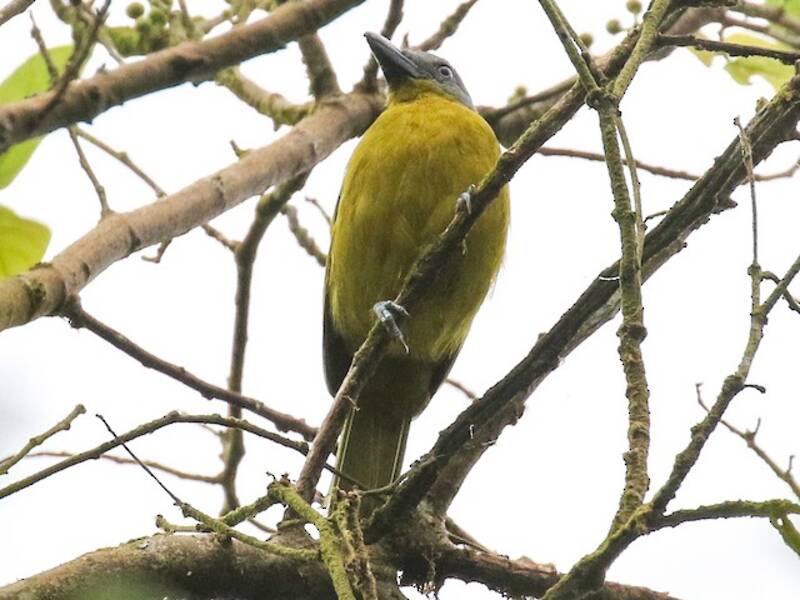 Green-breasted Bushshrike