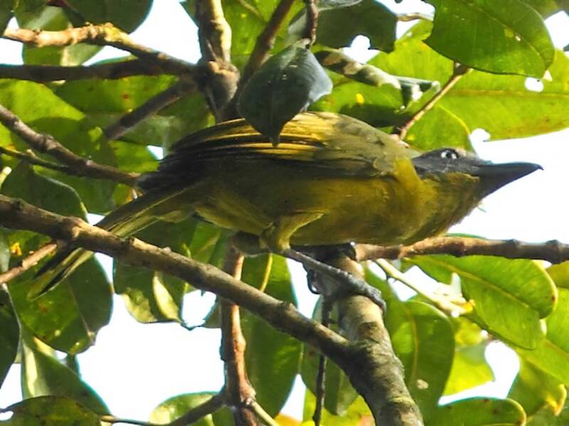 Green-breasted Bushshrike, Photos 2