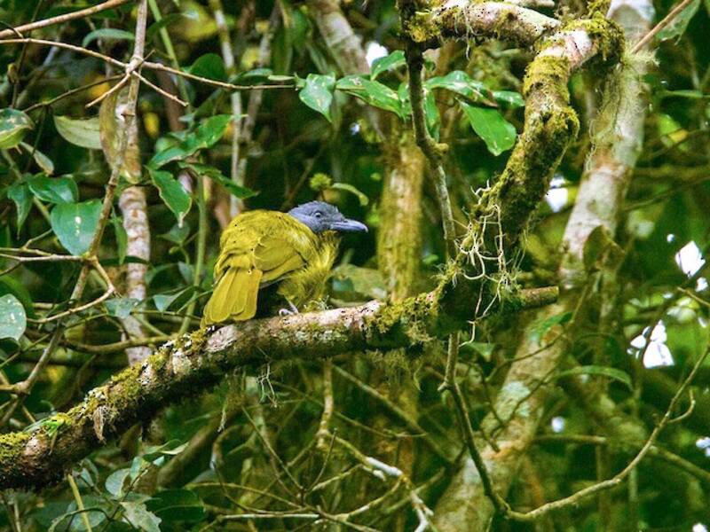 Green-breasted Bushshrike, Photos 4