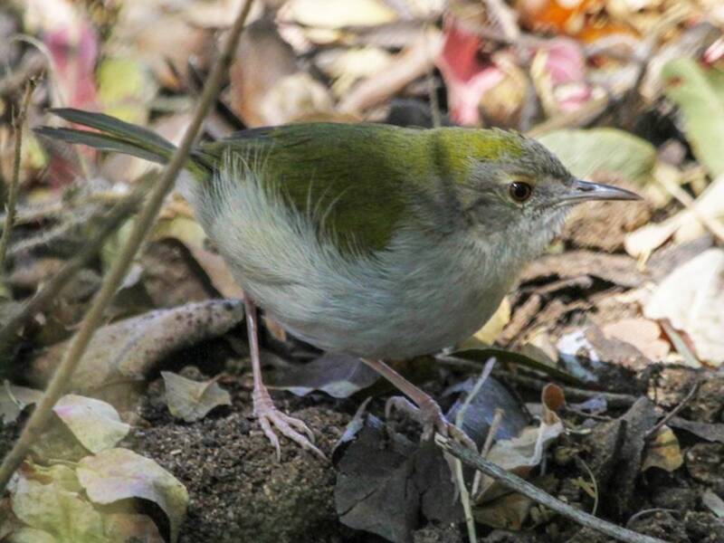 Green-backed Camaroptera, Photos 3