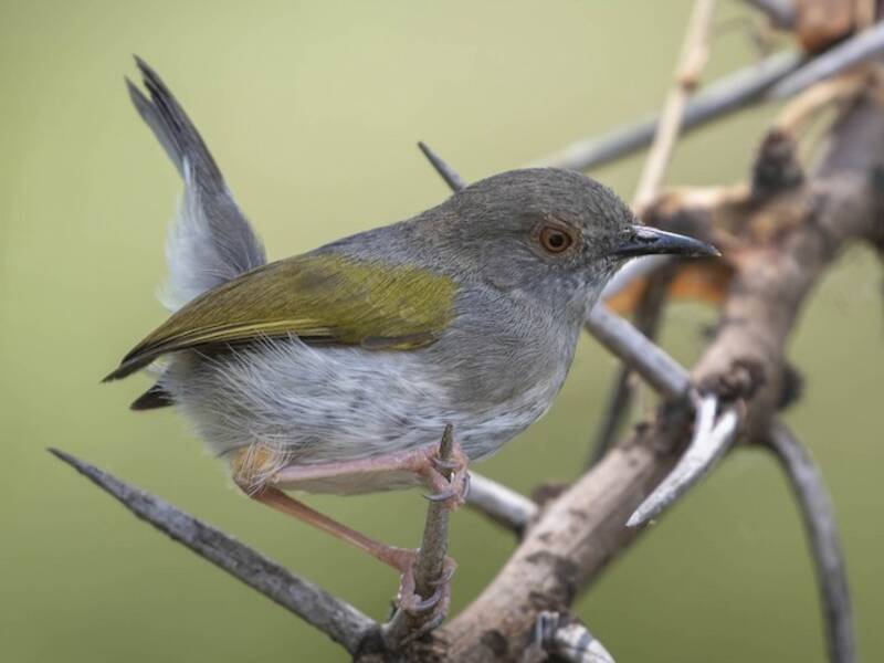 Green-backed Camaroptera, Photos 4