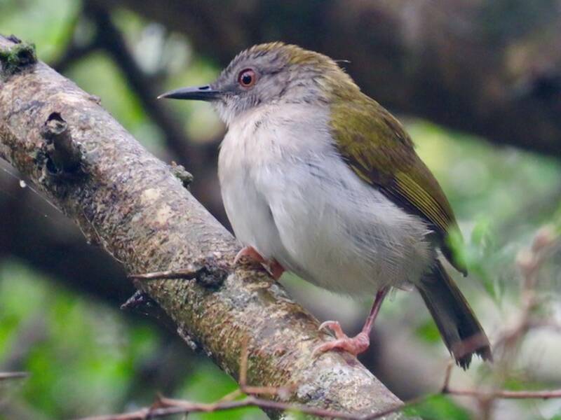 Green-backed Camaroptera