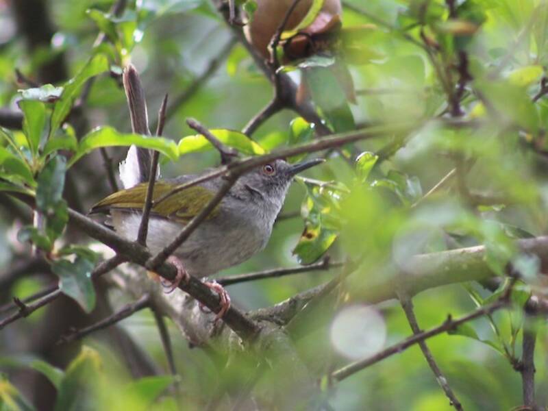 Green-backed Camaroptera, Photos 2