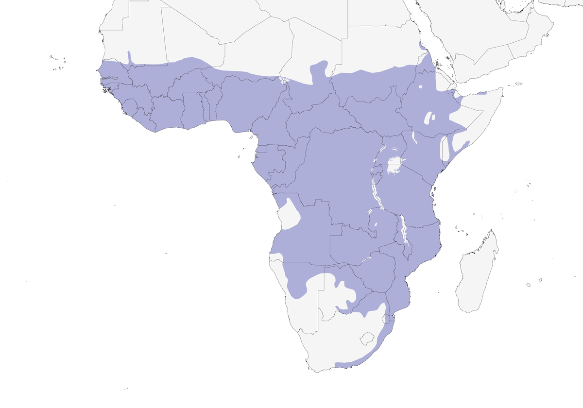 Green-backed Camaroptera, Distribution 1