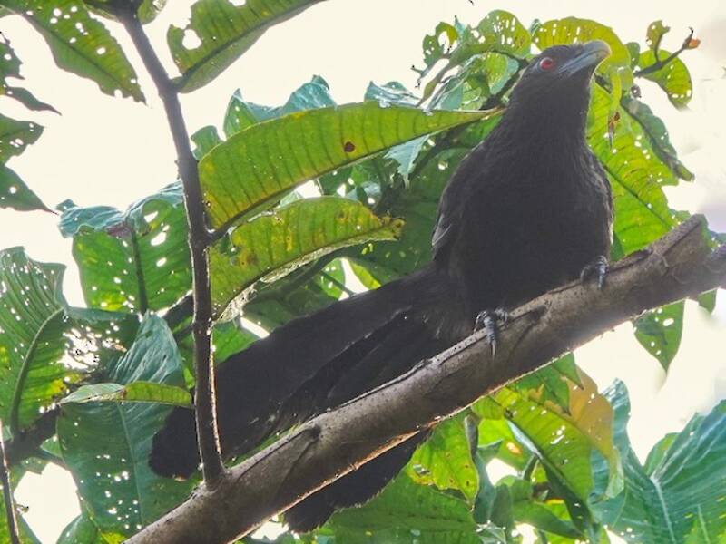 Cucal Negro Mayor