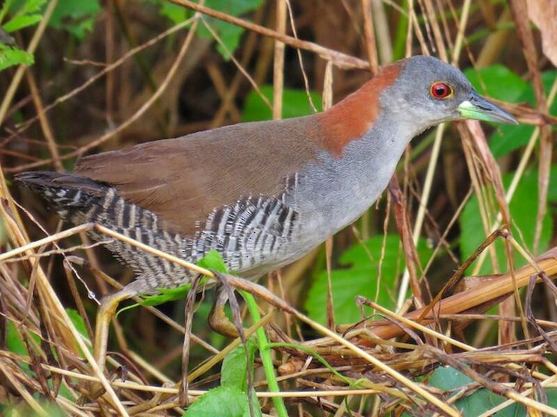 Gray-breasted Crake, Photos 1