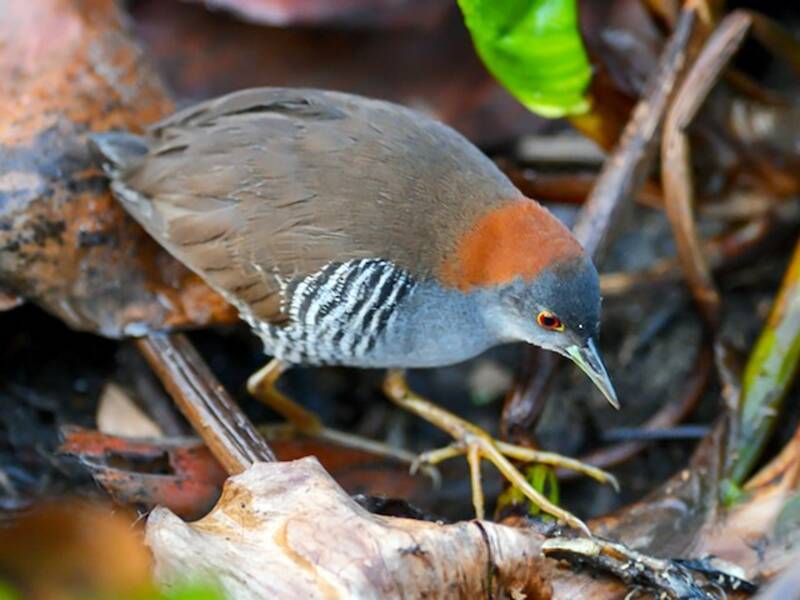 Gray-breasted Crake, Photos 2