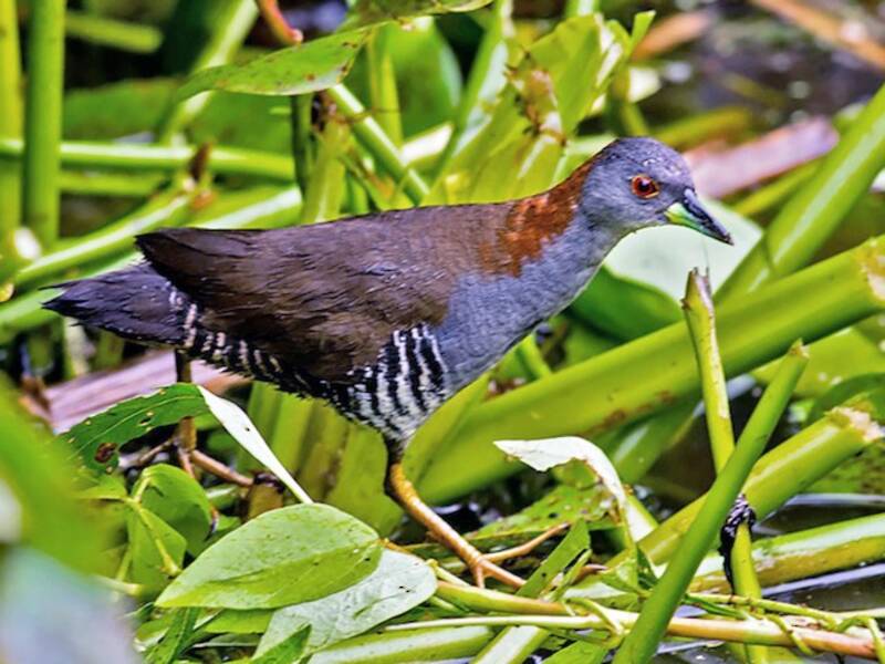 Gray-breasted Crake, Photos 3