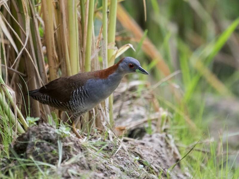 Gray-breasted Crake, Photos 4